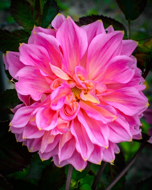 Dalia rosa en el jardín. Dalia. Gran flor rosa.