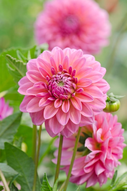 Dália rosa no jardim de verão Dália rosa florescendo Flor de dália vermelha clara