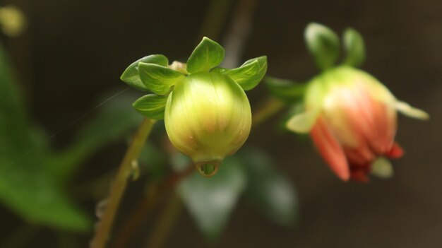 Foto dália vermelha pinnata. fundo bonito com uma flor vermelha e plantas verdes no parque