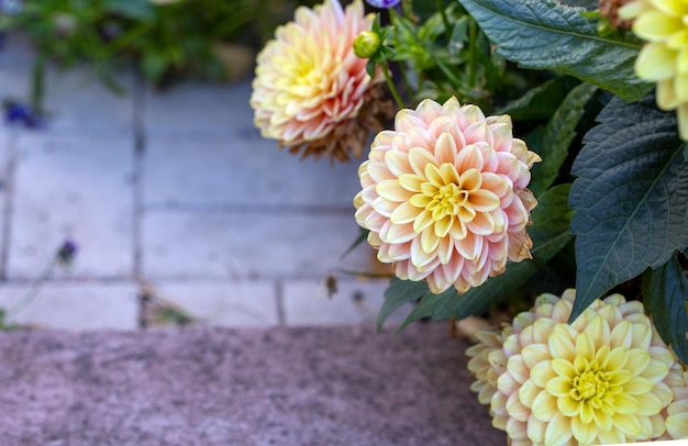 Dálias amarelas lindas em um canteiro de flores no jardim Jardinagem de hobby de flores perenes