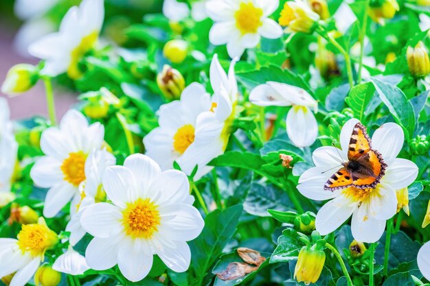 Dálias brancas e uma borboleta em uma flor