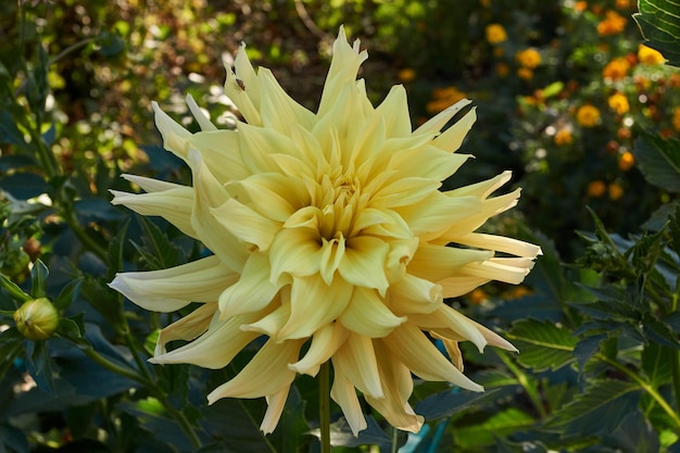 Las dalias florecen en el jardín de la casa de campo.