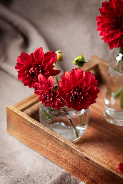 Dalias de flores rojas asombrosas