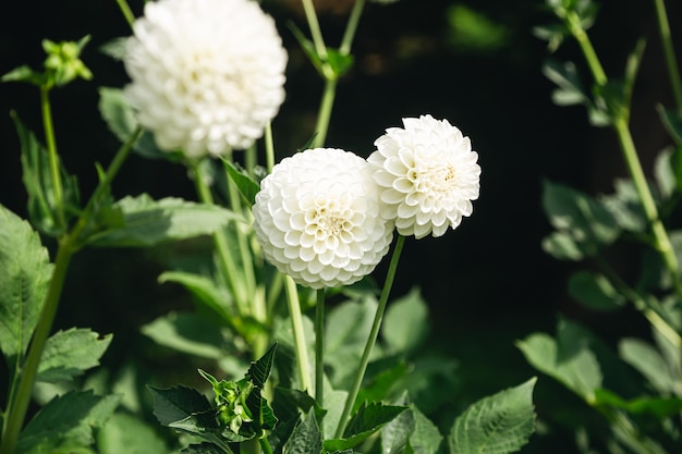 Dalias globulares blancas brillantes en flor en un jardín sobre un fondo verde oscuro borroso de cerca
