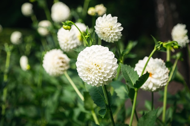 Dálias globulares brancas brilhantes em flor num jardim sobre um fundo verde escuro desfocado fechado