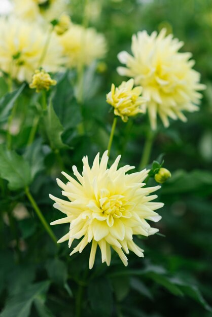 Dálias lindas flores amarelas no verão e no outono no jardim