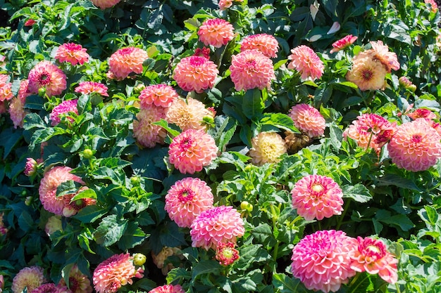 Dálias lindas flores desabrochando de verão