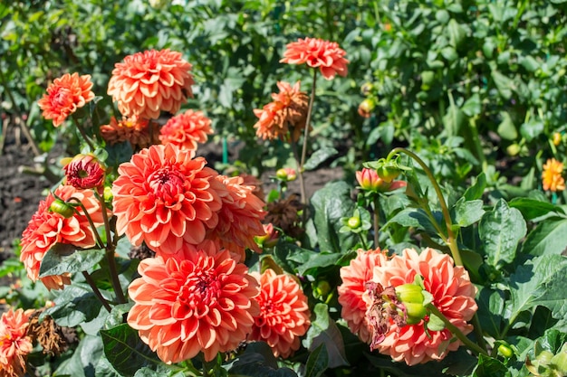 Dálias lindas flores desabrochando de verão