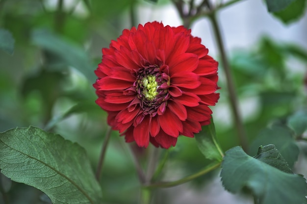 Dalias rojas hermosas de la flor en el jardín.