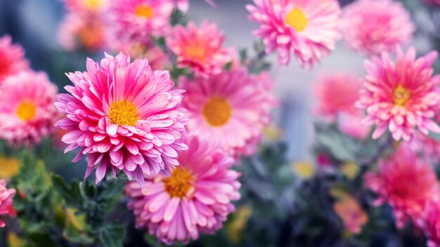 Dalias rosadas en el jardín sobre un fondo borroso en otoño