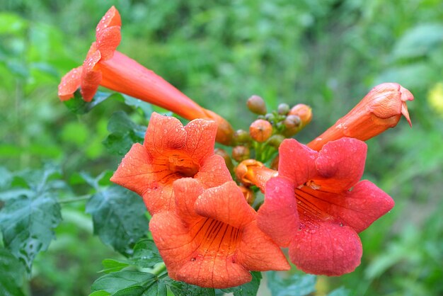 Foto dalias rosadas en el jardín