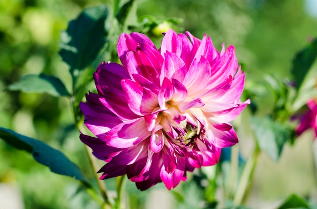 Dalias rosas en el jardín