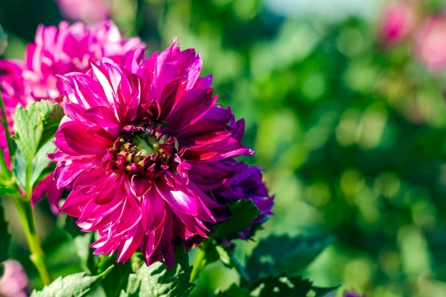 Dalias rosas en el jardín