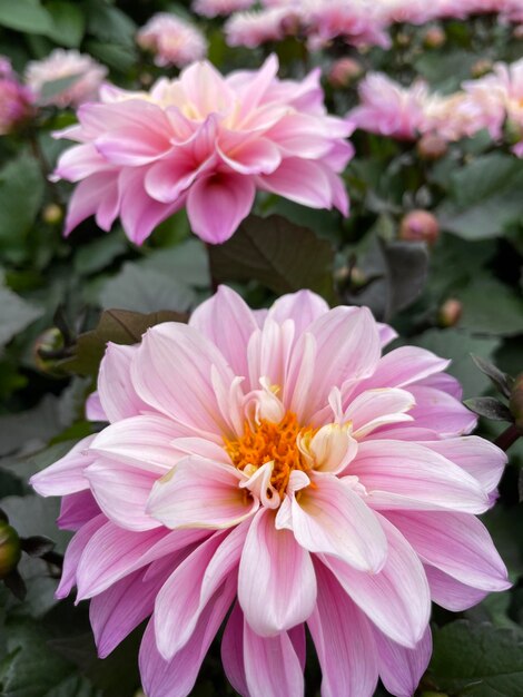 Dalias rosas en el jardín