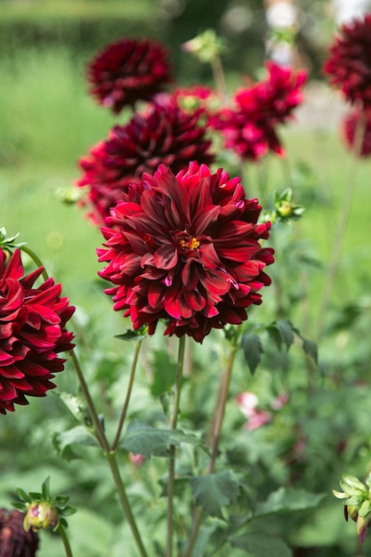 Dálias vermelhas florescendo em um fundo de jardim desfocado, flores vermelhas escuras