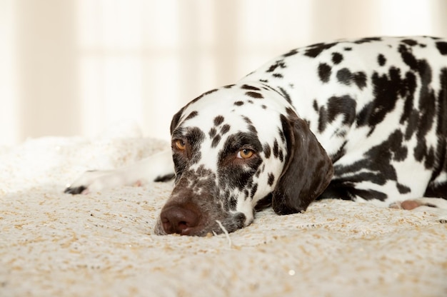 Dálmata triste o somnoliento acostado en un sofá beige Un perro cansado en la cama El perro dálmata extraña a su dueño Perro dálmata blanco y manchado de hígado posando en la cama