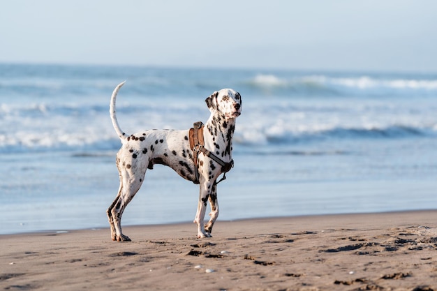 Dalmatiner am Strand