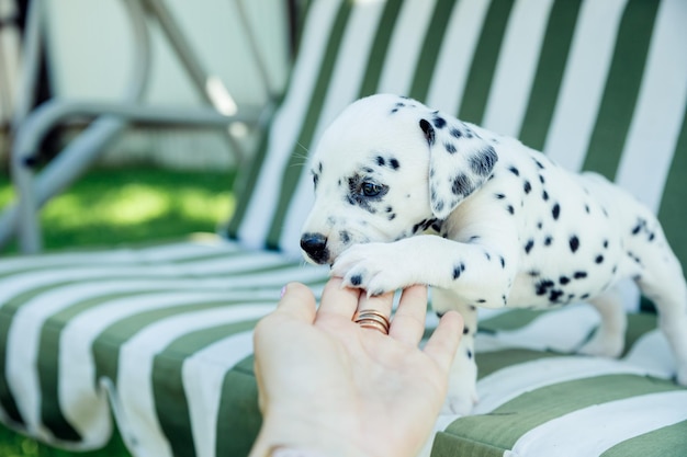 Dalmatiner Welpen spielen im FreienWeißer schwarzer Welpenbiss in einer Hand Junger Hund, der mit einem Menschen spieltTrainings- und BildungskonzeptPuppy beißende Hand