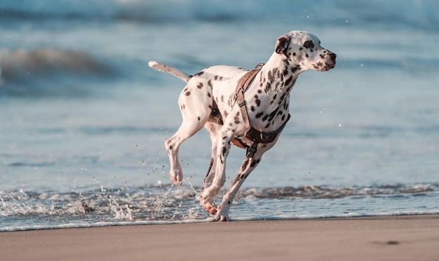 Dalmatinerhund, der auf den Strand läuft