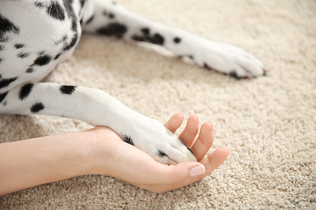 Dalmatinische Hundepfote in weiblicher Hand