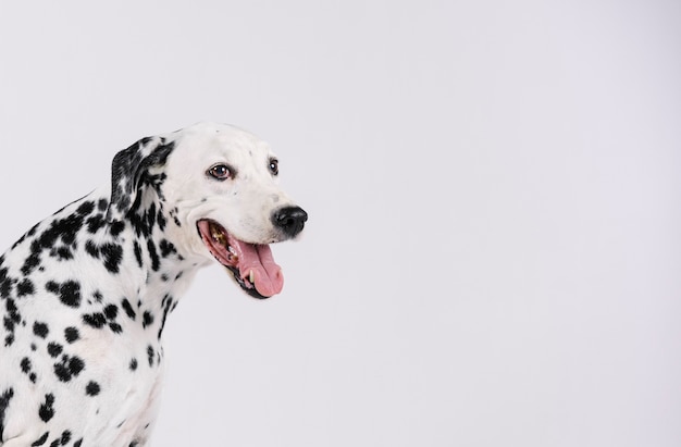 Dalmatinischer Hund mit offenem Mund isolierte weißen Raum