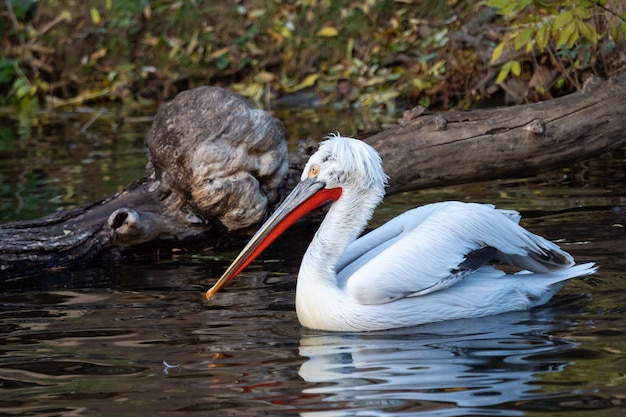 Dalmatinischer Pelikan, der auf Wasser schwimmt Pelecanus crispus