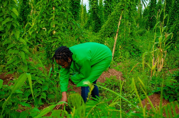 Dama africana deshierbe en las tierras de cultivo