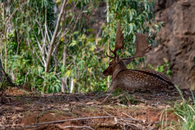 Dama dama: el gamo común o europeo es una especie de ciervo nativa de la región mediterránea.