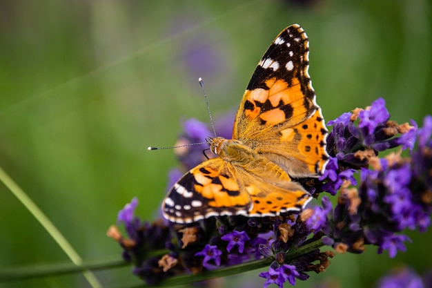 dama pintada mariposa en flor