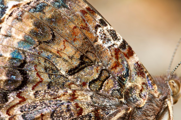 Dama Pintada (Vanessa Cardui)