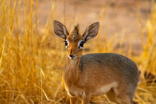 Damara Dik Dik in der Savanne an einem sonnigen Tag