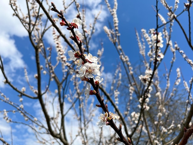 Damasco comum Latina Prunus armeniaca