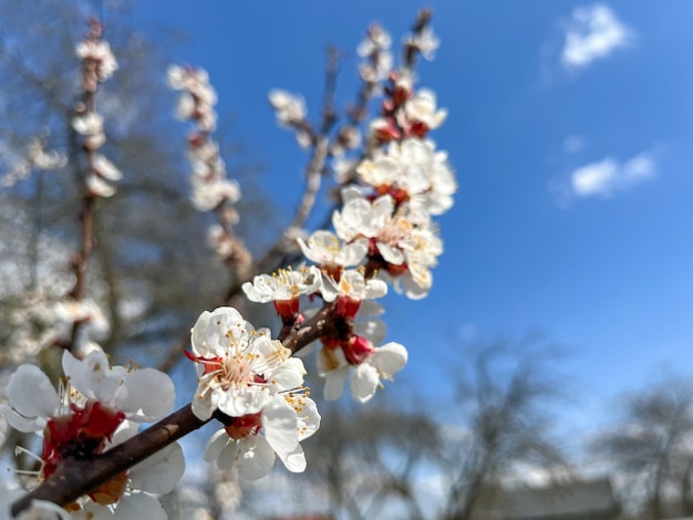 Damasco comum Latina Prunus armeniaca