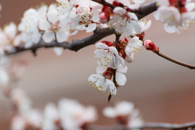 Damasco florescendo no jardim bela primavera sazonal fundo bom para cartão de casamento i ...