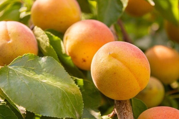 Damascos. Conceito de agricultura e colheita. Frutos de damasco em um pomar.