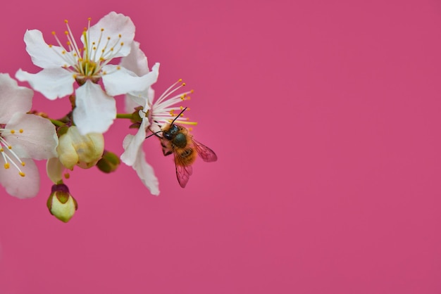 damascos de galho de árvore florescendo em um banner de fundo rosa brilhante para publicidade