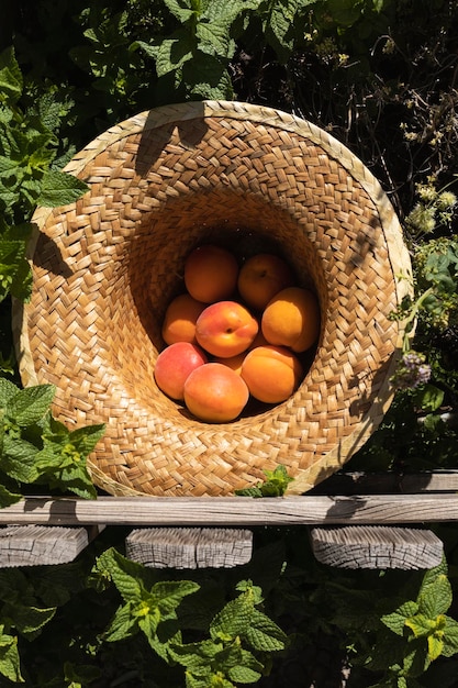 Damascos frescos e maduros em um chapéu de palha Deliciosa fruta de verão