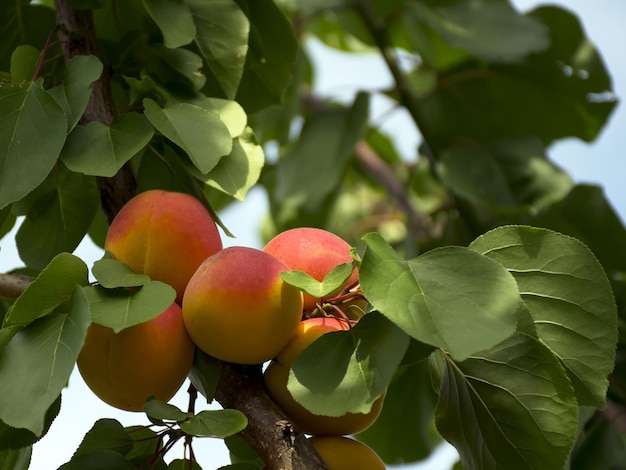 Damascos maduros crescem em uma árvore no jardim Colheita de frutas e bagas Frutas suculentas e doces Comida para um vegetariano