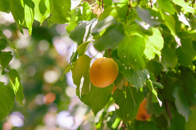 Damascos na árvore de damasco Frutas de verão Damascos maduros em um galho de árvore