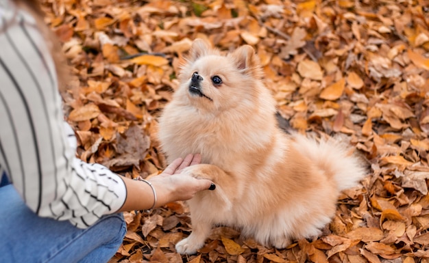 Dame un perrito cinco presiona una pata a la niña