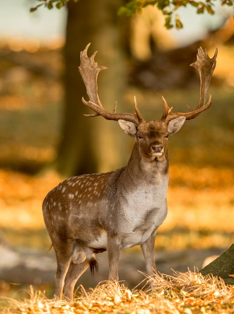 Damhirsch, Dama Dama, Mann mit den Geweihen im schönen goldenen Licht im Herbstwald in Dyrehave, Dänemark.