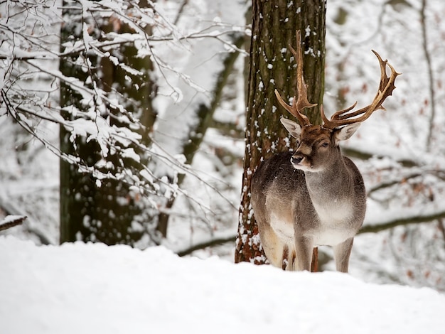 Foto damhirsch im winter im wald