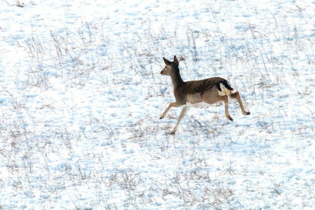 Damhirsch weiblicher Schnee Winter (Dama Dama)