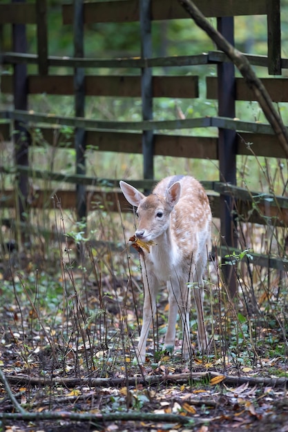 Damhirschkitz, das ein Blatt isst Rehkitz, das in Wald geht