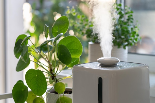 Dampf aus elektrischen Luftbefeuchtern befeuchtet trockene Luft, die während der Heizperiode von Zimmerpflanzen umgeben ist