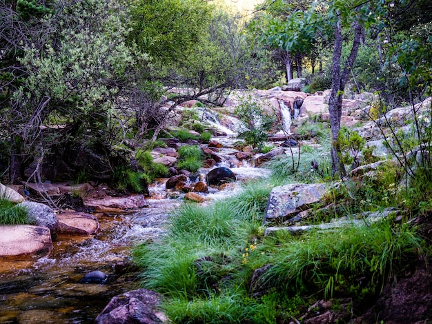 Dampf in einem Wald am sonnigen Tag. Fluss im Bergwald.