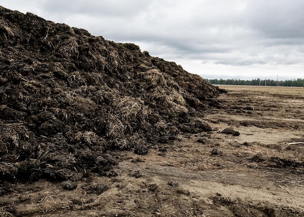 Dampfender Misthaufen auf dem Feld in der holländischen Landschaft