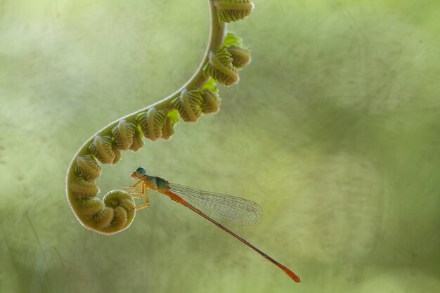 Foto damselflies auf pflanzen