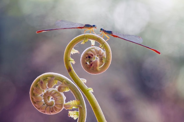 Foto damselflies em belas plantas