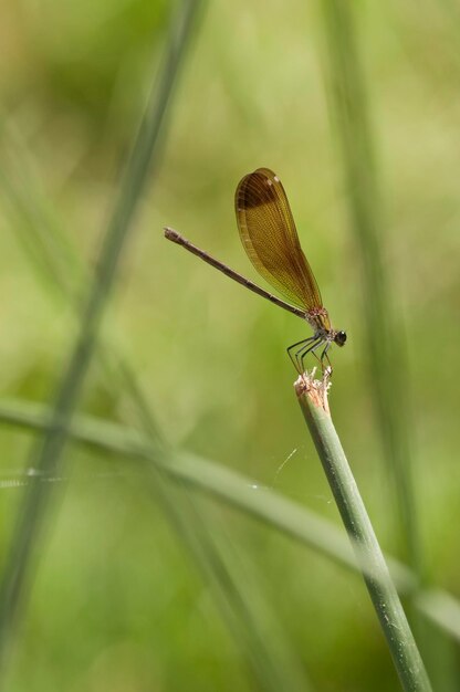 Damselfly auf einem Stick